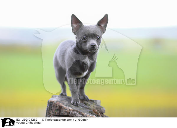 junger Chihuahua / young Chihuahua / JEG-01262