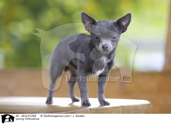 junger Chihuahua / young Chihuahua / JEG-01269