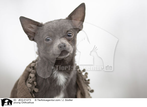 junger Chihuahua / young Chihuahua / JEG-01273