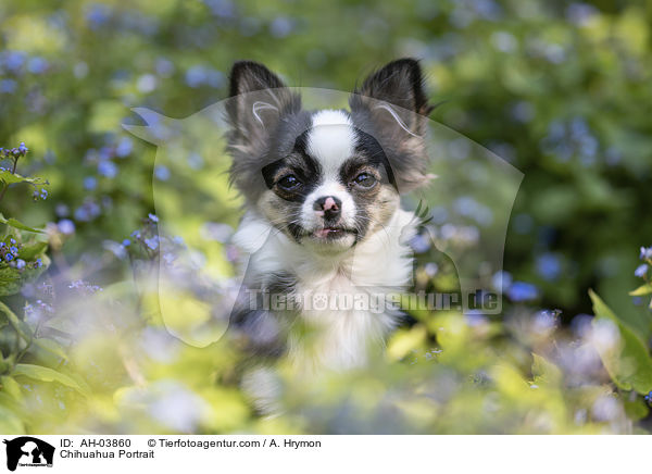 Chihuahua Portrait / AH-03860