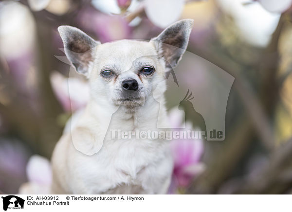 Chihuahua Portrait / Chihuahua Portrait / AH-03912