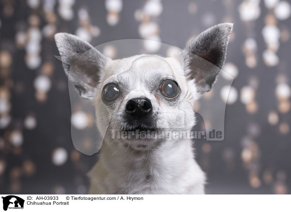 Chihuahua Portrait / Chihuahua Portrait / AH-03933