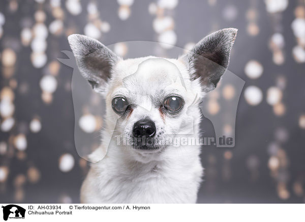 Chihuahua Portrait / Chihuahua Portrait / AH-03934