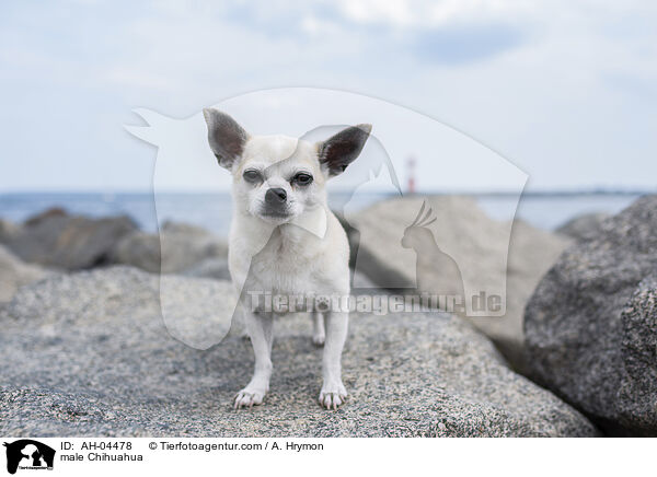 male Chihuahua / AH-04478