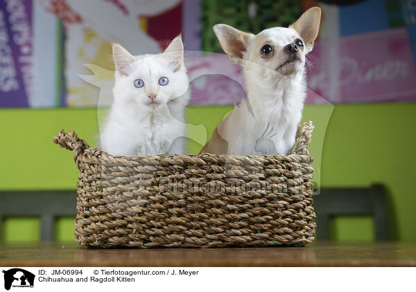 Chihuahua und Ragdoll Ktzchen / Chihuahua and Ragdoll Kitten / JM-06994