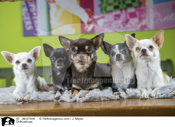 Chihuahuas / Chihuahuas / JM-07006