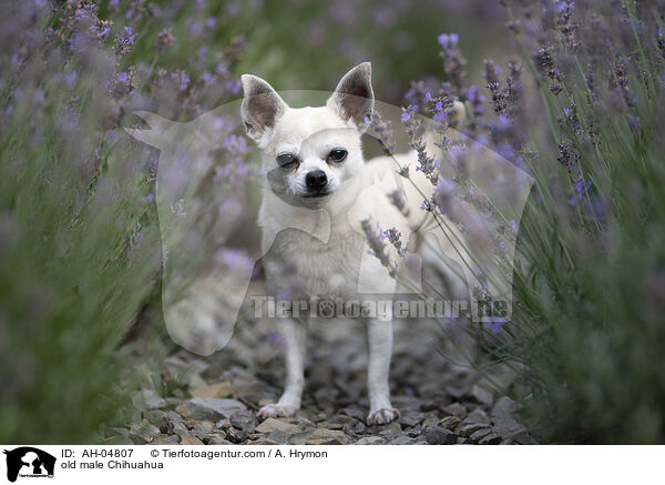 alter Chihuahua Rde / old male Chihuahua / AH-04807