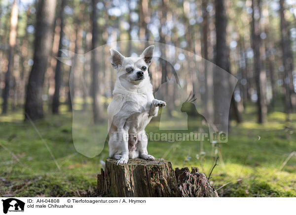 old male Chihuahua / AH-04808