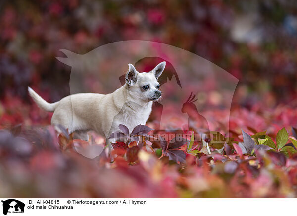 alter Chihuahua Rde / old male Chihuahua / AH-04815