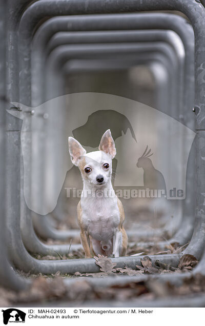 Chihuahua im Herbst / Chihuahua in autumn / MAH-02493