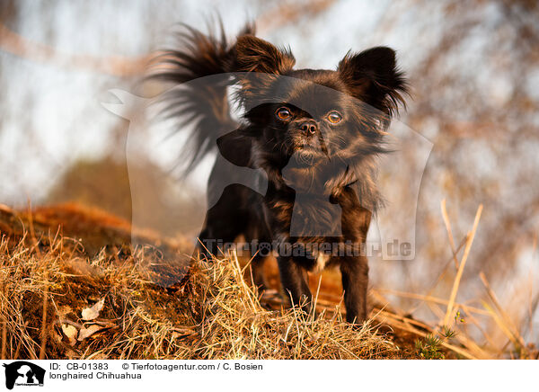 Langhaarchihuahua / longhaired Chihuahua / CB-01383