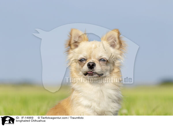 Langhaarchihuahua / longhaired Chihuahua / IF-14869