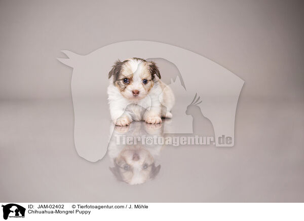 Chihuahua-Mischling Welpe / Chihuahua-Mongrel Puppy / JAM-02402