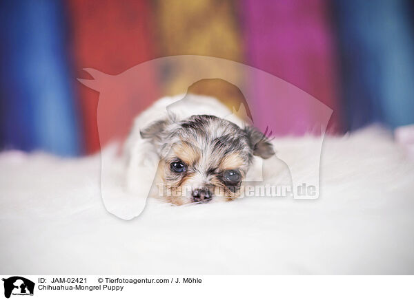 Chihuahua-Mischling Welpe / Chihuahua-Mongrel Puppy / JAM-02421