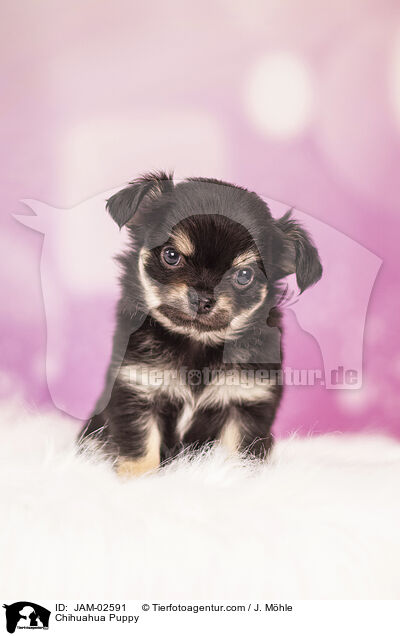 Chihuahua Welpe / Chihuahua Puppy / JAM-02591