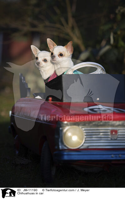 Chihuahuas in car / JM-11190