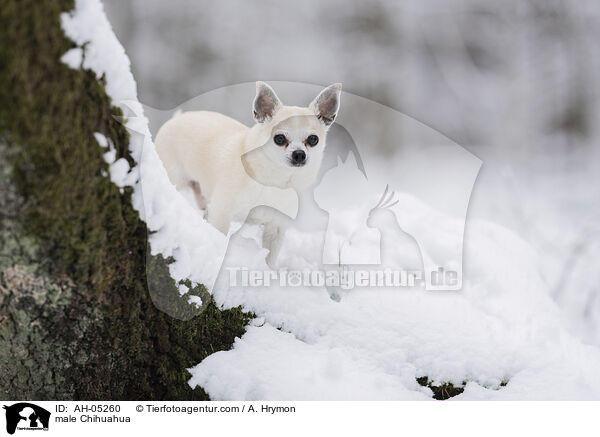 male Chihuahua / AH-05260