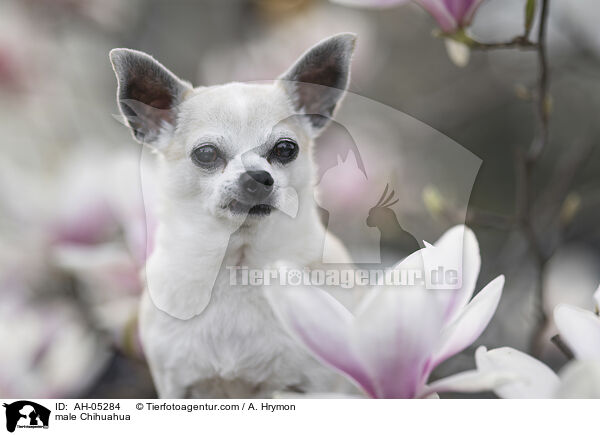male Chihuahua / AH-05284