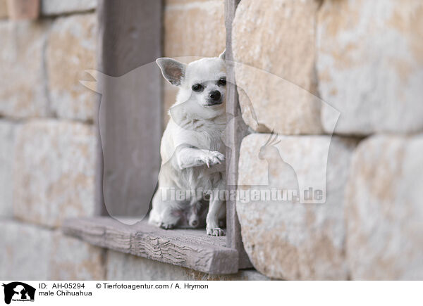 male Chihuahua / AH-05294