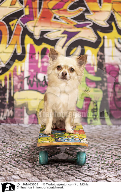 Chihuahua vor Graffiti / Chihuahua in front of scratchwork / JAM-03053