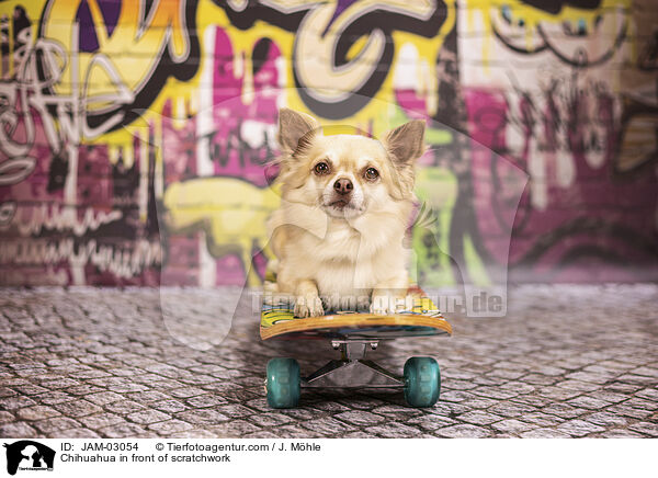 Chihuahua vor Graffiti / Chihuahua in front of scratchwork / JAM-03054