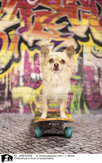 Chihuahua vor Graffiti / Chihuahua in front of scratchwork / JAM-03056
