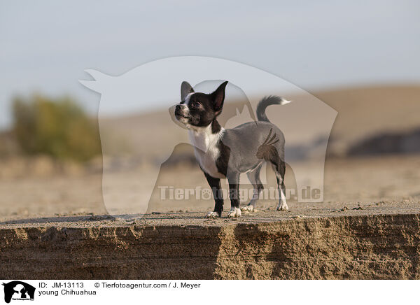 junger Chihuahua / young Chihuahua / JM-13113