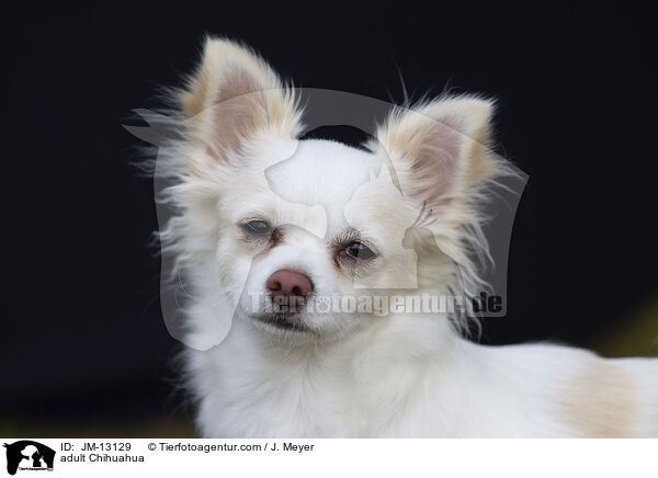 erwachsener Chihuahua / adult Chihuahua / JM-13129