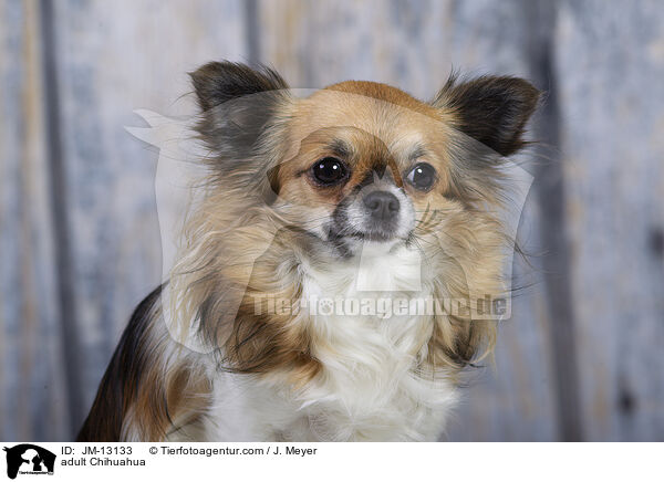 erwachsener Chihuahua / adult Chihuahua / JM-13133