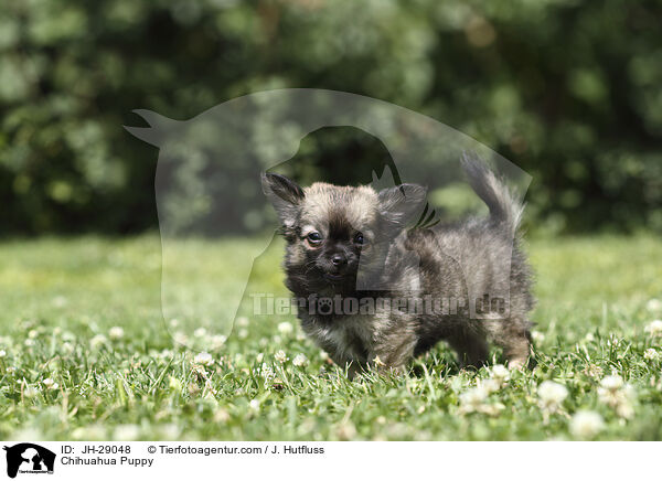 Chihuahua Welpe / Chihuahua Puppy / JH-29048