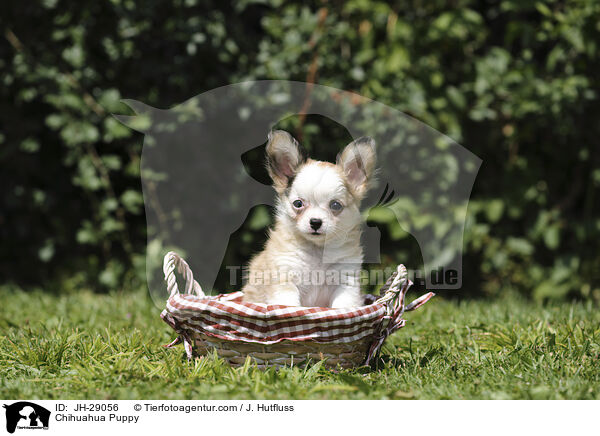 Chihuahua Welpe / Chihuahua Puppy / JH-29056