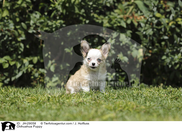 Chihuahua Welpe / Chihuahua Puppy / JH-29058