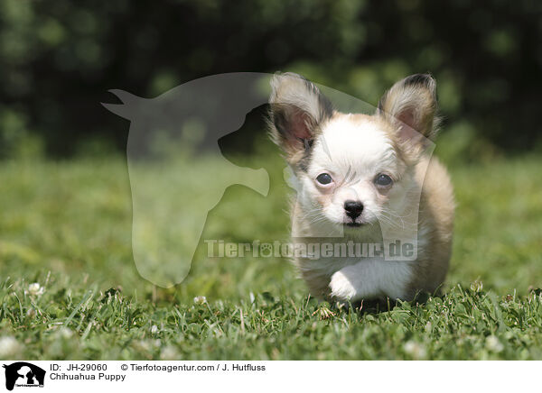 Chihuahua Puppy / JH-29060