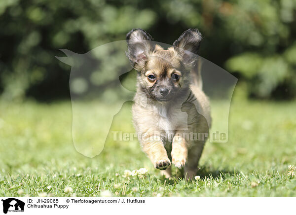 Chihuahua Welpe / Chihuahua Puppy / JH-29065