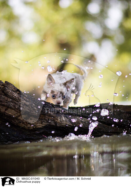 Chihuahua puppy / MASC-01040