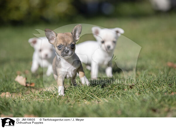 Chihuahua Welpen / Chihuahua Puppies / JM-19605