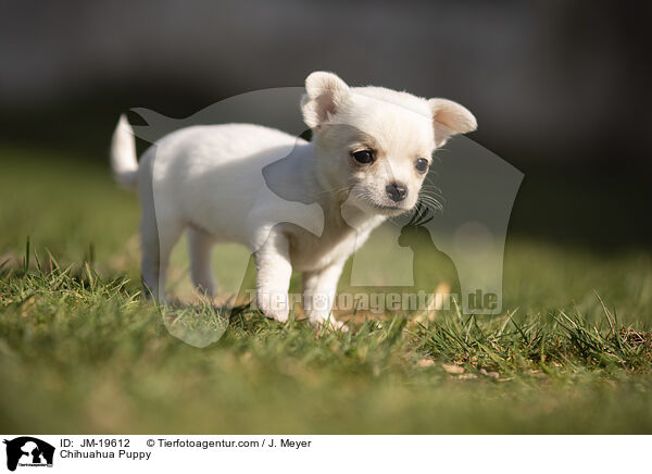 Chihuahua Welpe / Chihuahua Puppy / JM-19612