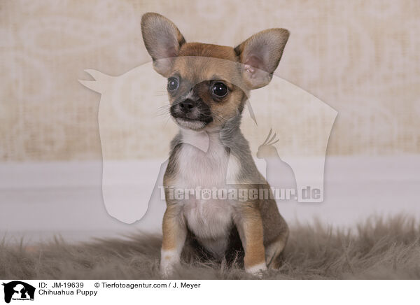 Chihuahua Welpe / Chihuahua Puppy / JM-19639