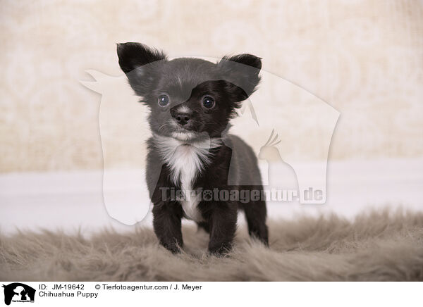 Chihuahua Welpe / Chihuahua Puppy / JM-19642