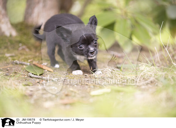 Chihuahua Welpe / Chihuahua Puppy / JM-19678