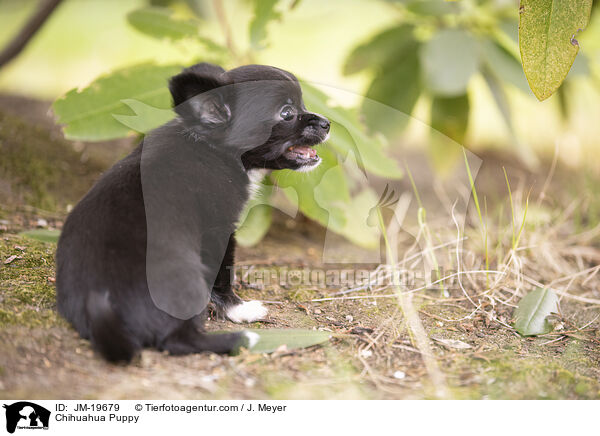 Chihuahua Welpe / Chihuahua Puppy / JM-19679