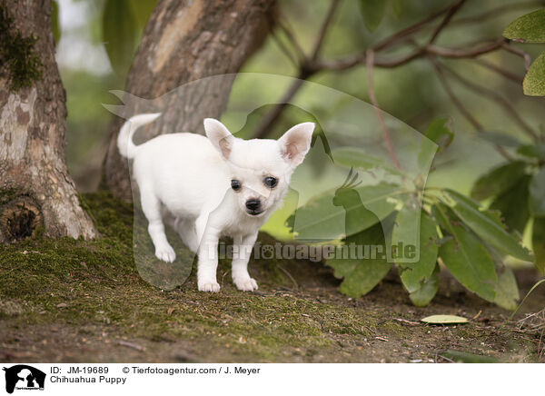 Chihuahua Welpe / Chihuahua Puppy / JM-19689
