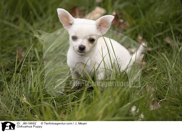 Chihuahua Welpe / Chihuahua Puppy / JM-19692