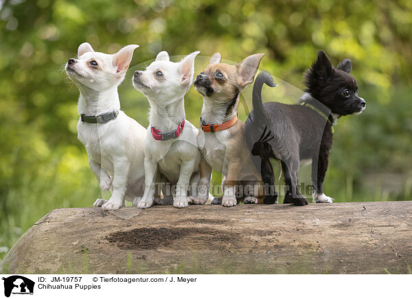 Chihuahua Welpen / Chihuahua Puppies / JM-19757