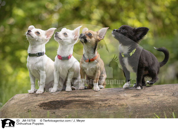 Chihuahua Welpen / Chihuahua Puppies / JM-19758