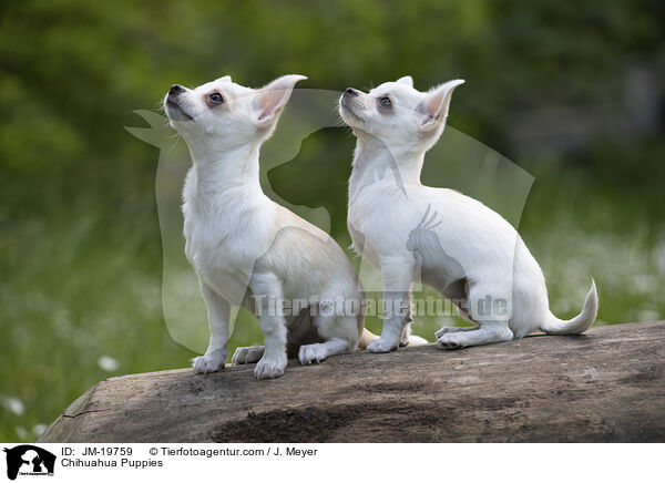 Chihuahua Welpen / Chihuahua Puppies / JM-19759