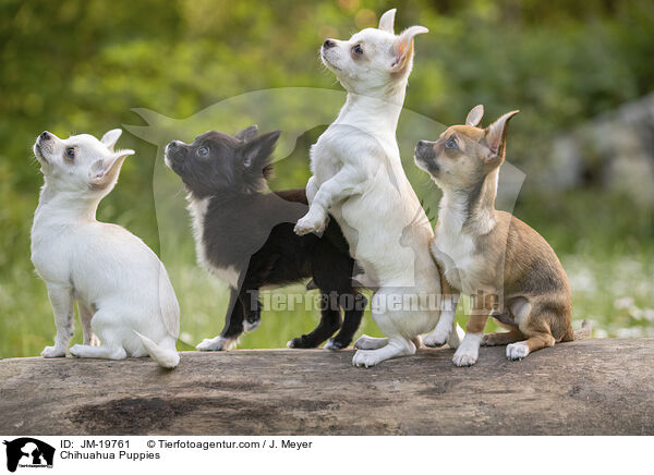 Chihuahua Welpen / Chihuahua Puppies / JM-19761