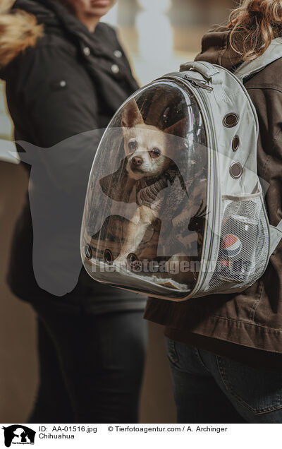 Chihuahua / Chihuahua / AA-01516.jpg