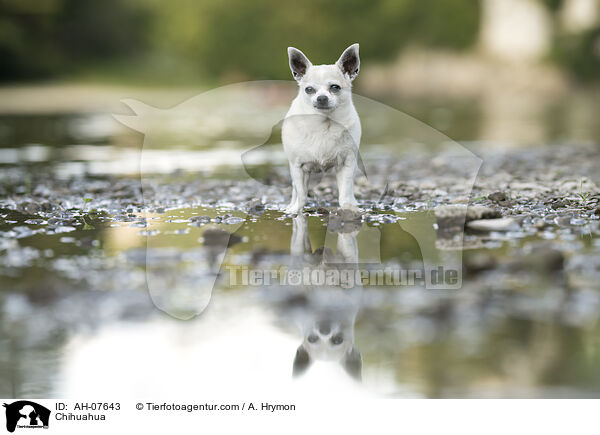 Chihuahua / Chihuahua / AH-07643