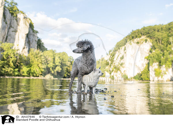 Kleinpudel und Chihuahua / Standard Poodle and Chihuahua / AH-07646